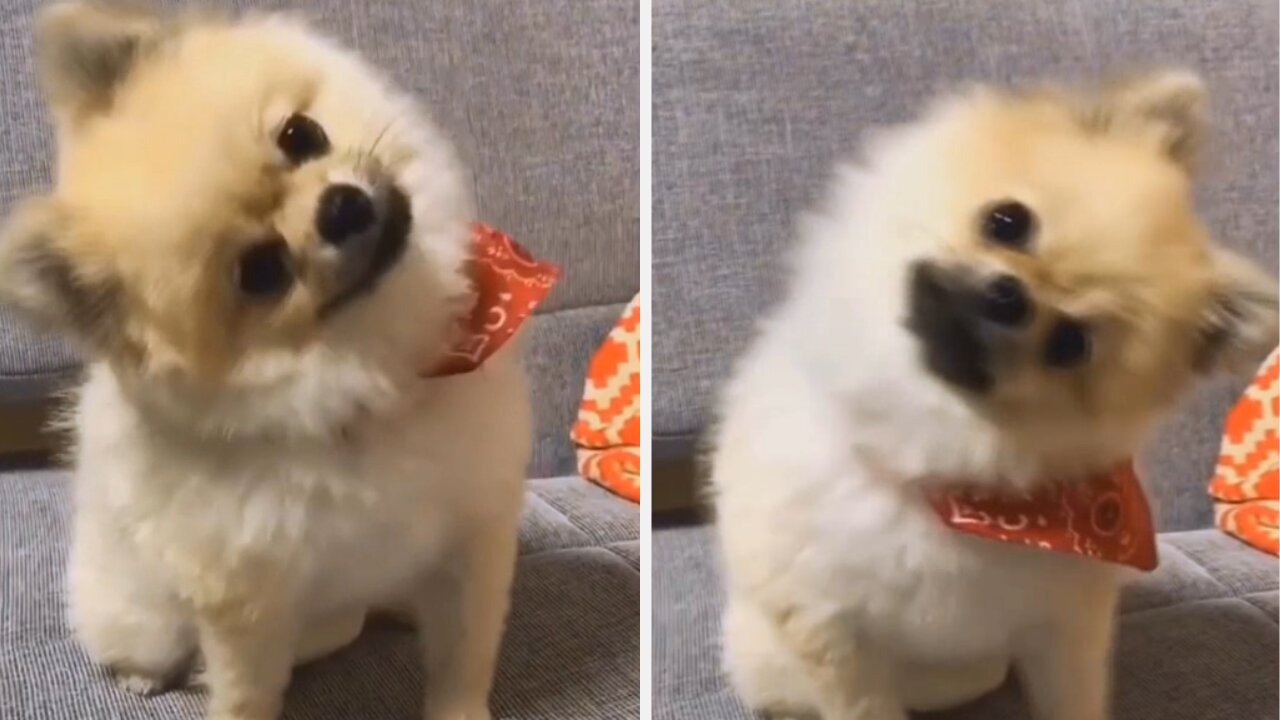 Puppy Shaking His Head to the side