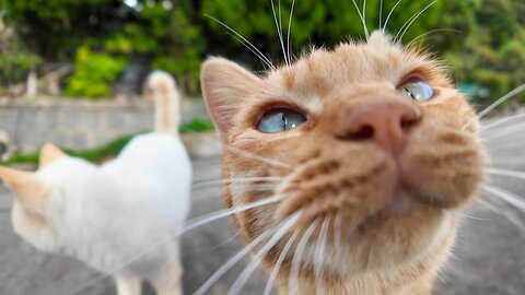 As I walked along the mountain path, more and more cats appeared and followed me.
