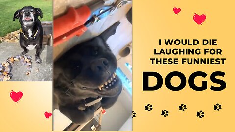 I would die laughing for these FUNNIEST Dogs 😂