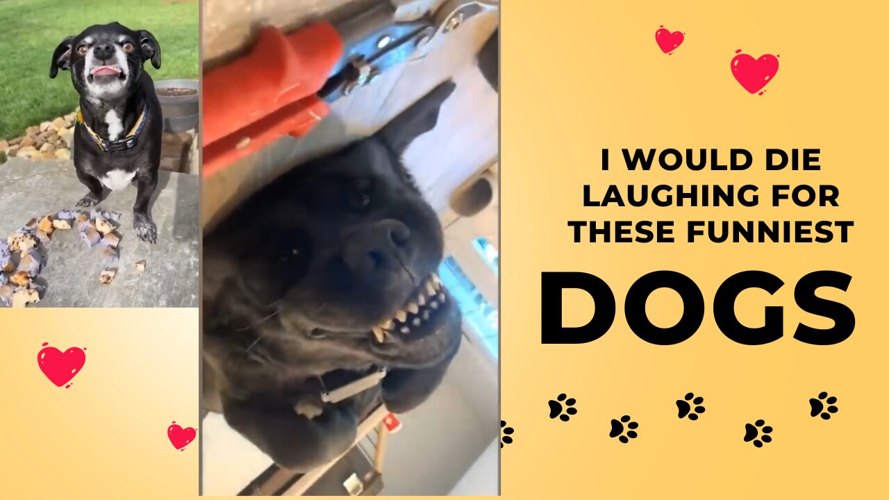 I would die laughing for these FUNNIEST Dogs 😂