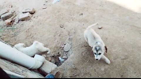 #shortscatsvideos #shorts cats videos#shortspetsvideos #shortspetsvideos #shortsanimalsvideos