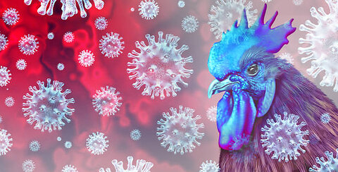 BIRD FLU OR SOMETHING MORE SINISTER?!!!!
