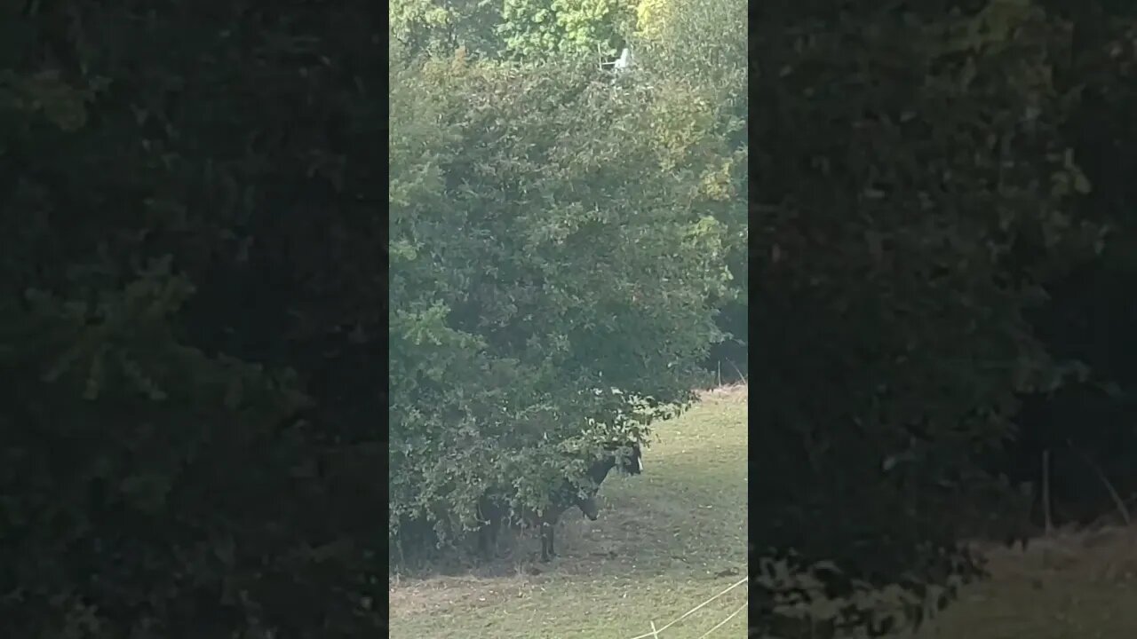 Hidden Horses