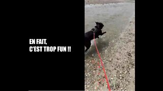 Labrador 1st Time At The Beach