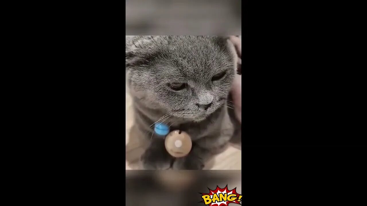 СМЕШНЫЕ КОТЫ СОБАКИ Декабрь 2022 | Смешные видео - лучшие, приколы с животными