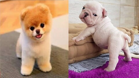 Cute Puppies - 😍Cute Puppies Doing Funny Things 2020 😍 #9 Cute Animals