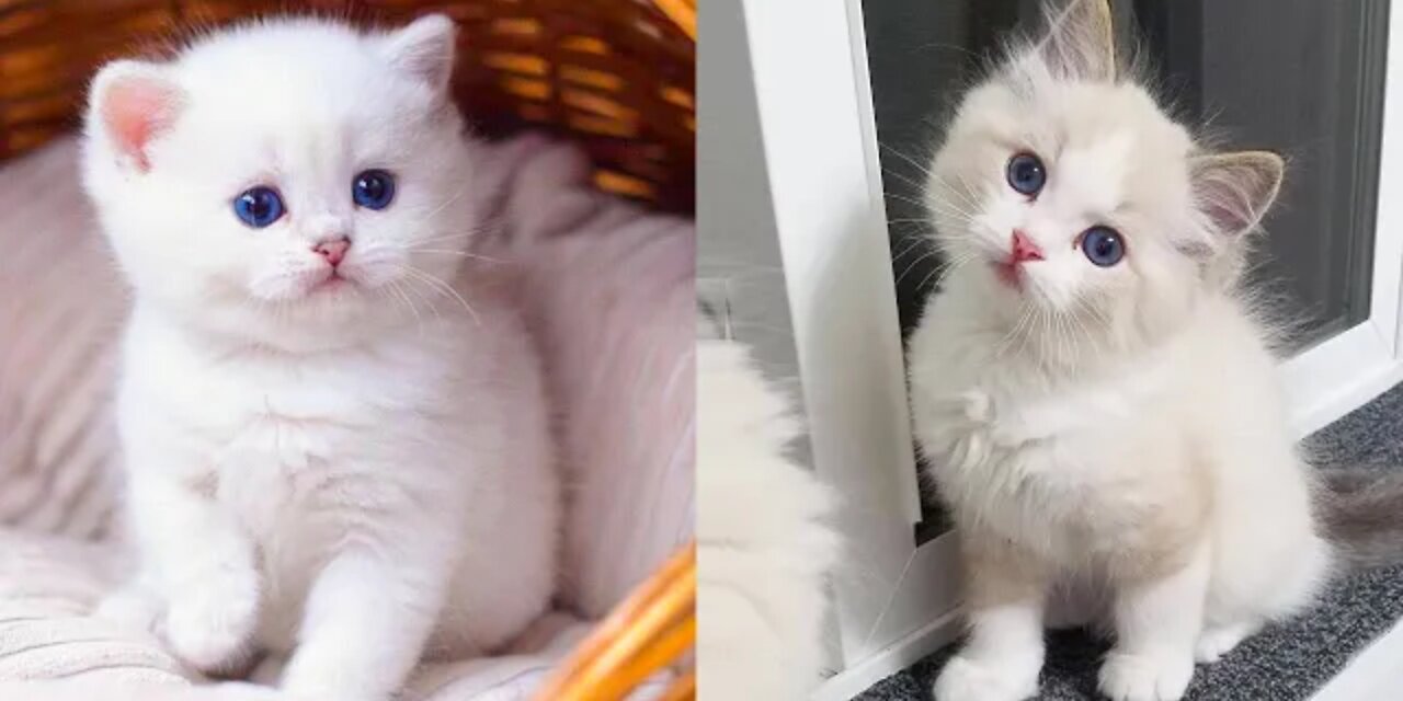 Baby cat - cute and funny cats video compilation #5 🤗 || #Freakyharry