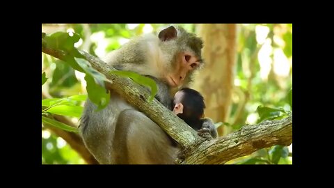 Mum Anna Provide Milk To Her Baby Ariana