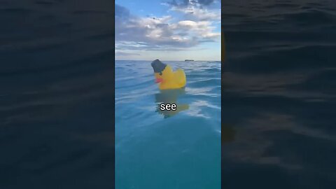 Rubber Duck Swam 35 Miles In Ocean? 🤣