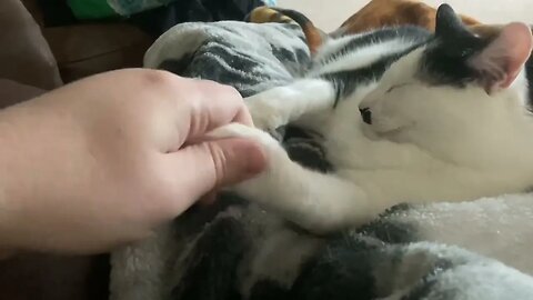 Just a quick cat to lift everyone’s spirits.