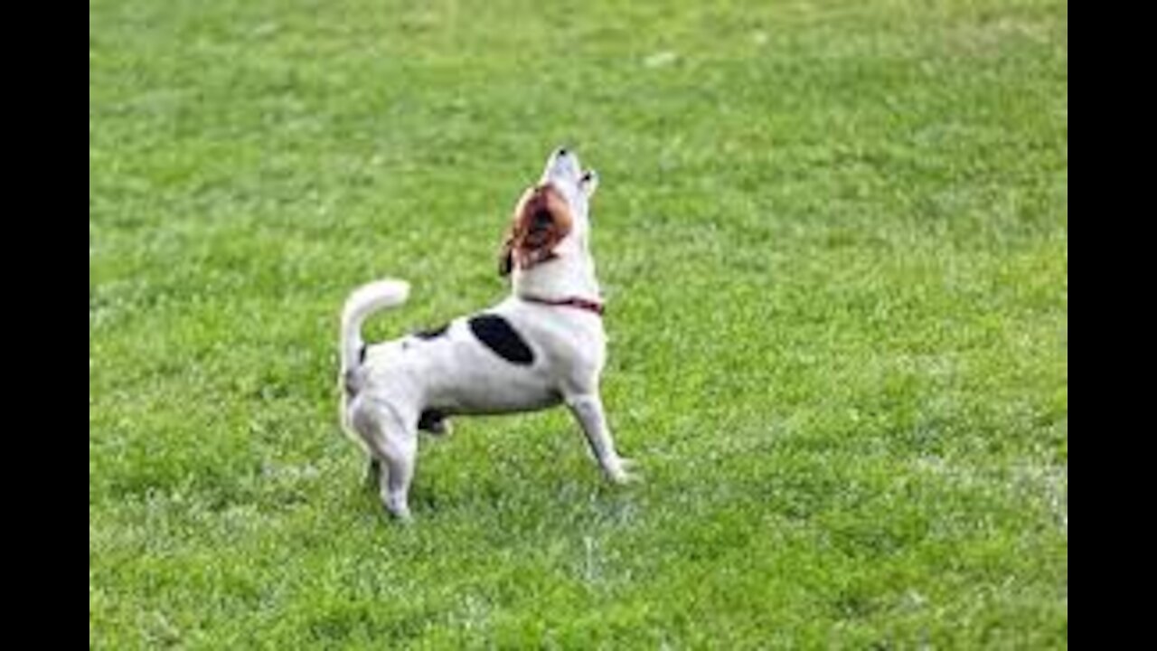 🎼Dog Barking Sound | Dog Sound Effect _ by the mobile ringtone