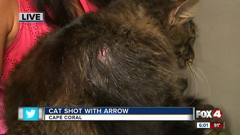 Cat recovering after being struck with arrow