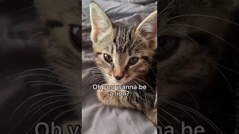 She’s a 🦁 #cat #kitten #leonthecatdad #relationship #cute #positivity