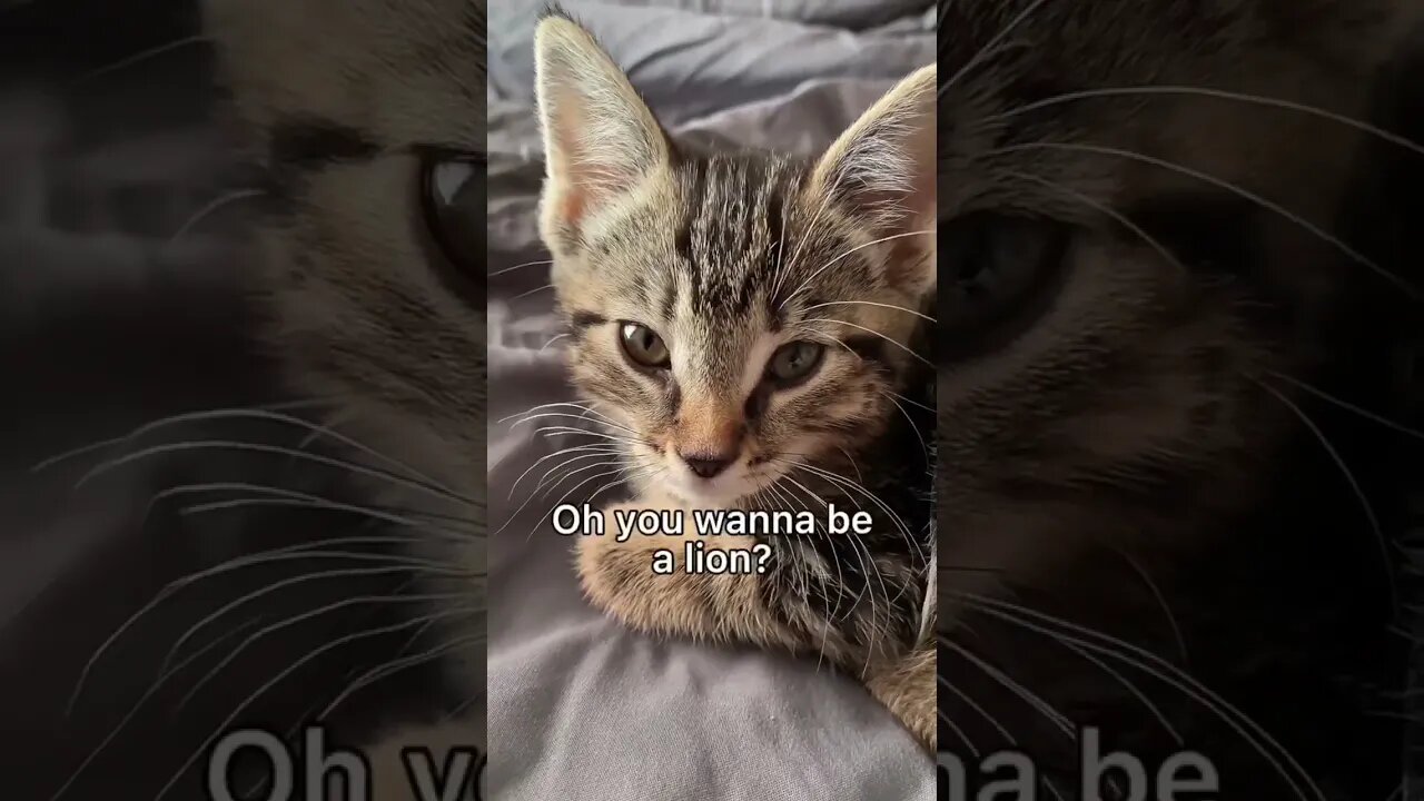 She’s a 🦁 #cat #kitten #leonthecatdad #relationship #cute #positivity