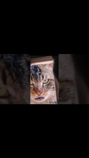 Street Cats Dont Be Playing huh Curtis