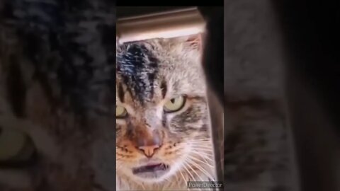 Street Cats Dont Be Playing huh Curtis