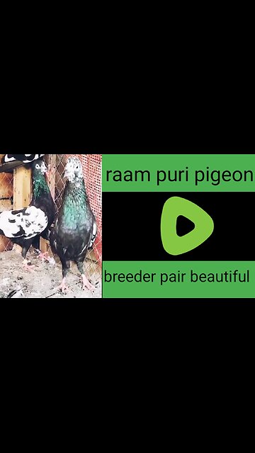 Ram puri pigeon beautiful breeder pair
