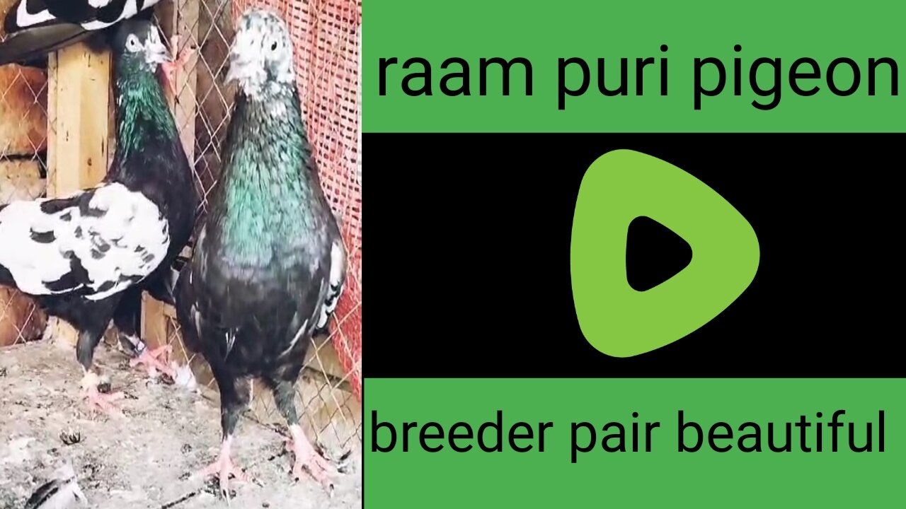 Ram puri pigeon beautiful breeder pair