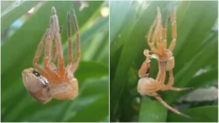 Il momento in cui un ragno gigante cambia pelle
