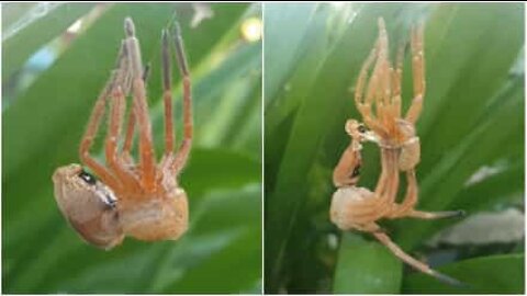 Il momento in cui un ragno gigante cambia pelle