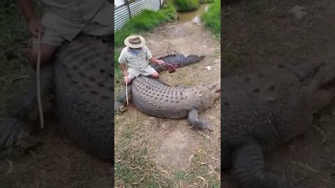 Big Crocodile Vs Human😱 #shorts #youtubeshorts #crocodile #dangerous