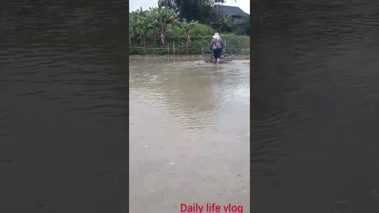 New rice crop my hometown is farming January 20, 2022