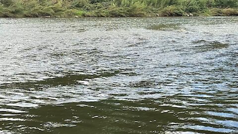 2021 Salmon run Humber River 31