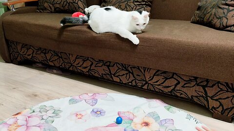 funny videos animal