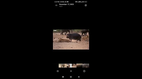 Animals video