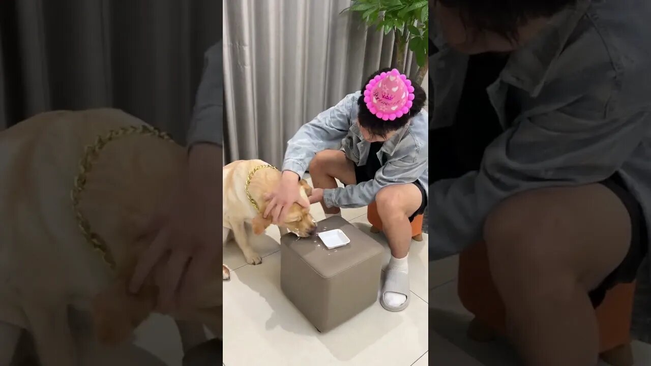 Cute and funny animals videos 2023 😺🐶 P-11 #shorts