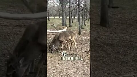 Wildlife of Twin Eagle Ranch! #shorts