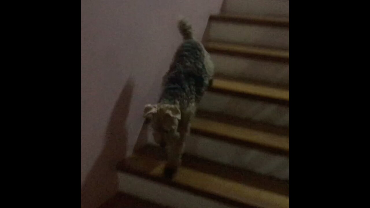 Welsh Terrier Floats Down the Stairs