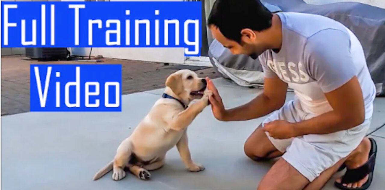 Labrador Puppy Learning and Performing Training Commands | Dog Showing All Training Skills
