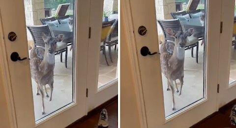 Hungry deer demands food by stomping her hoof