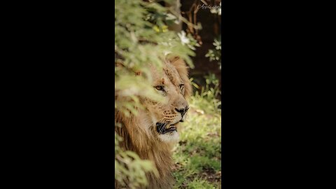 Jungle # motivation￼￼