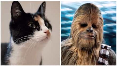 Nuttet kat laver en lyd ligesom Chewbacca fra Star Wars-filmene