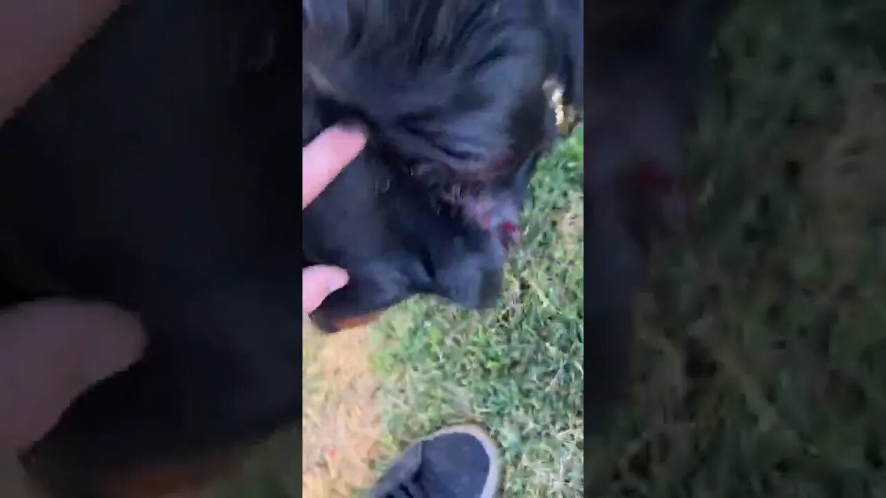 Rottweiler Bite Force