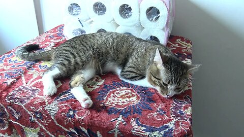 Cat Welcomes Me when I Come Back from Shopping