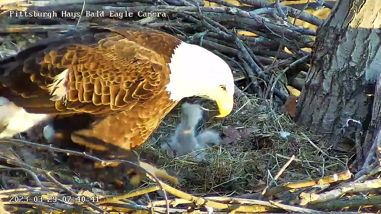 Hays Bald Eagles H19 H20 Rock m Sock m Eaglets ! 32923 7:40am