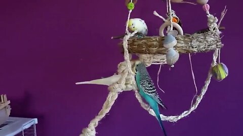 Budgies and Cockatiel Birds Playing and Feeding