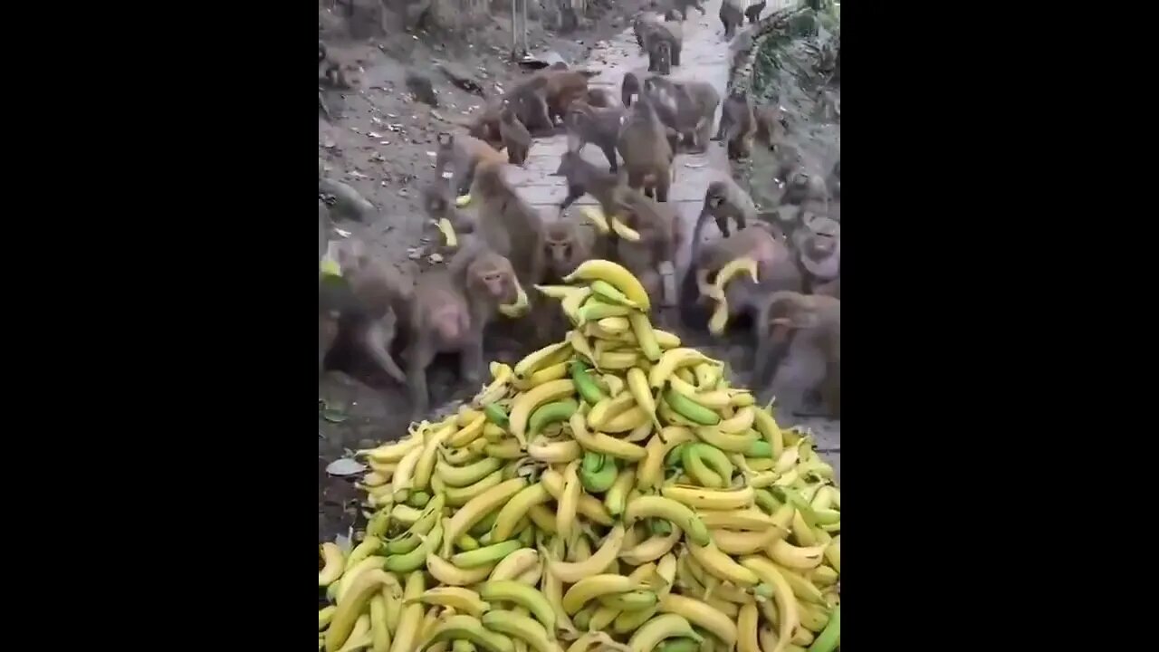 Monkeys are eating bananas.