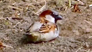 IECV NV #291 - 👀 Male And Female House Sparrows Out Discovering 5-3-2017