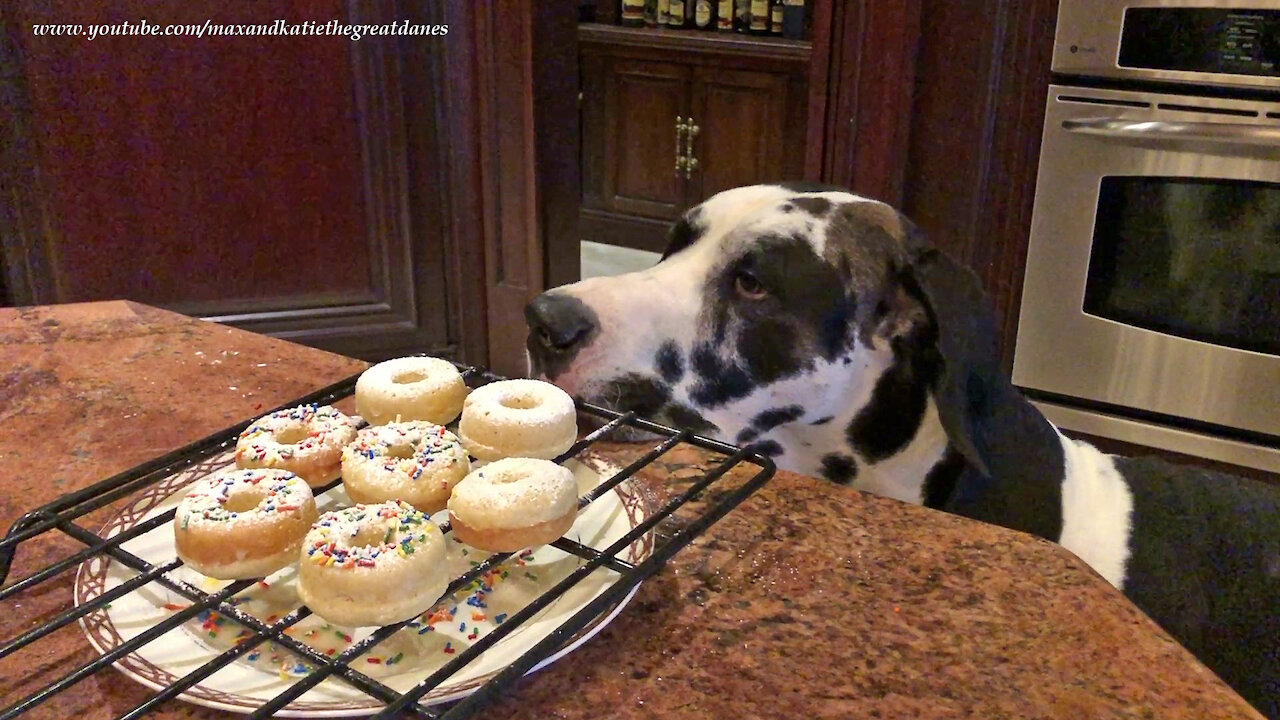 Polite Great Danes Taste Test Homemade Donuts
