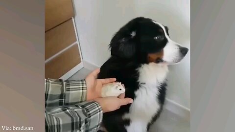 Animal Laughter Frenzy: The Funniest Pet Compilation!