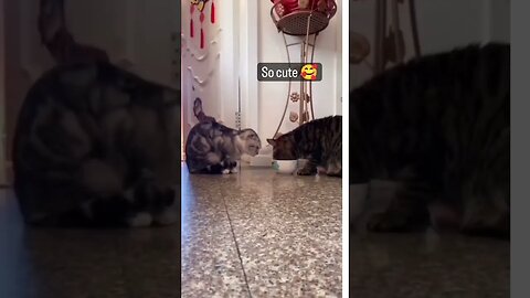 cat sharing food with each other #pet #funnyvideo