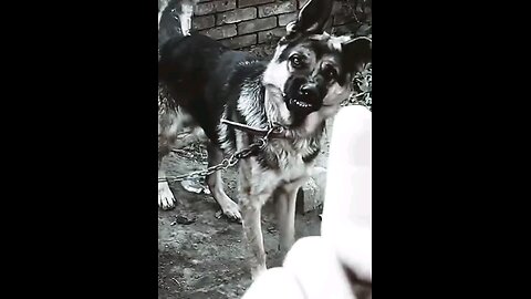 Angry dog 😂