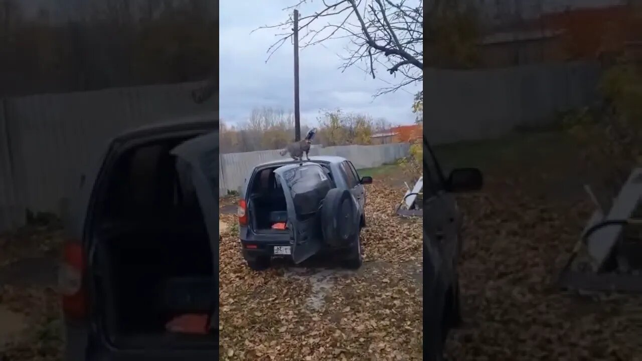 эти приколы искали все / приколы 2022 / приколы 2022 тик ток / тик ток приколы смотреть