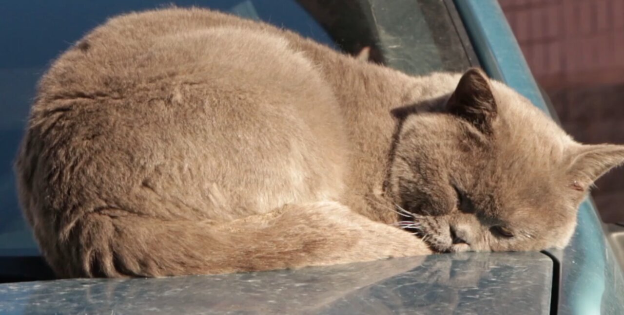 Why do cats love to sleep