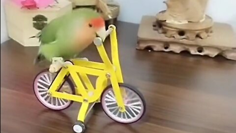 Burung lovebirds bersepeda