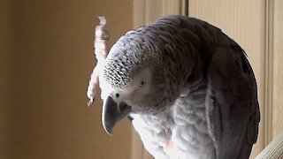 Parrot knows the difference between a wave and a shake